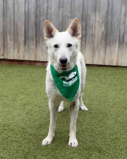 Caroline, an adoptable Mixed Breed in Eugene, OR, 97402 | Photo Image 2