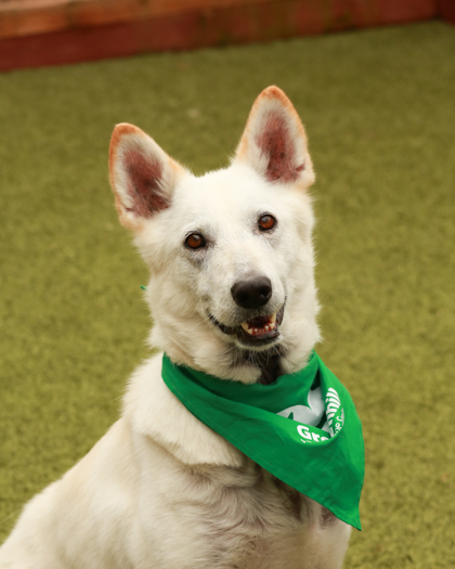 Caroline, an adoptable Mixed Breed in Eugene, OR, 97402 | Photo Image 3