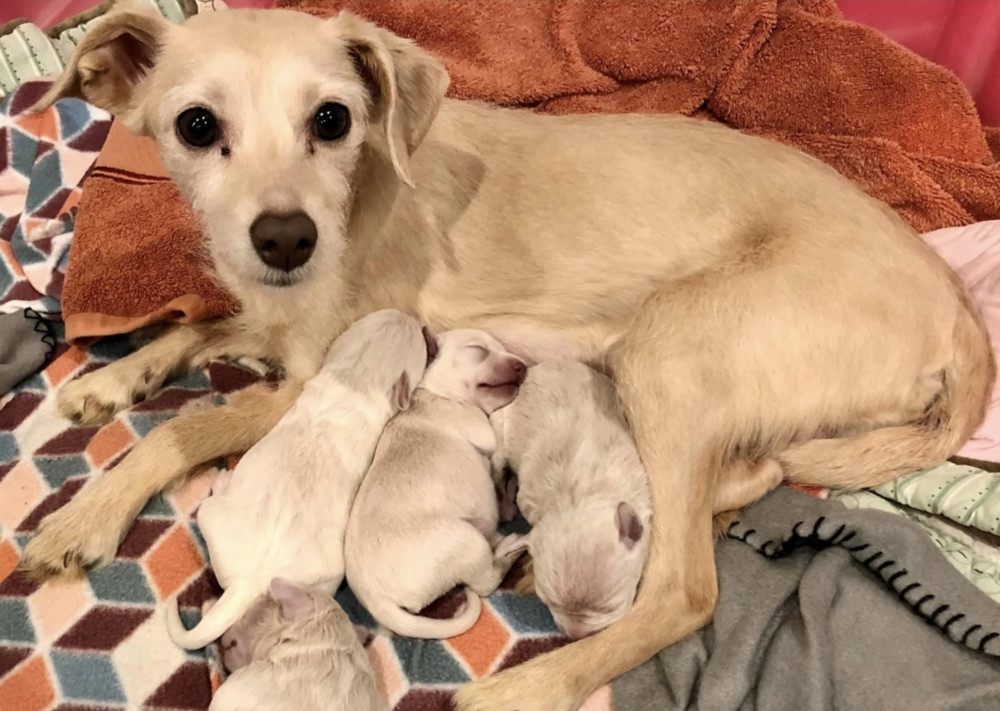 Maggie, an adoptable Terrier, Chihuahua in Boulder, CO, 80305 | Photo Image 1
