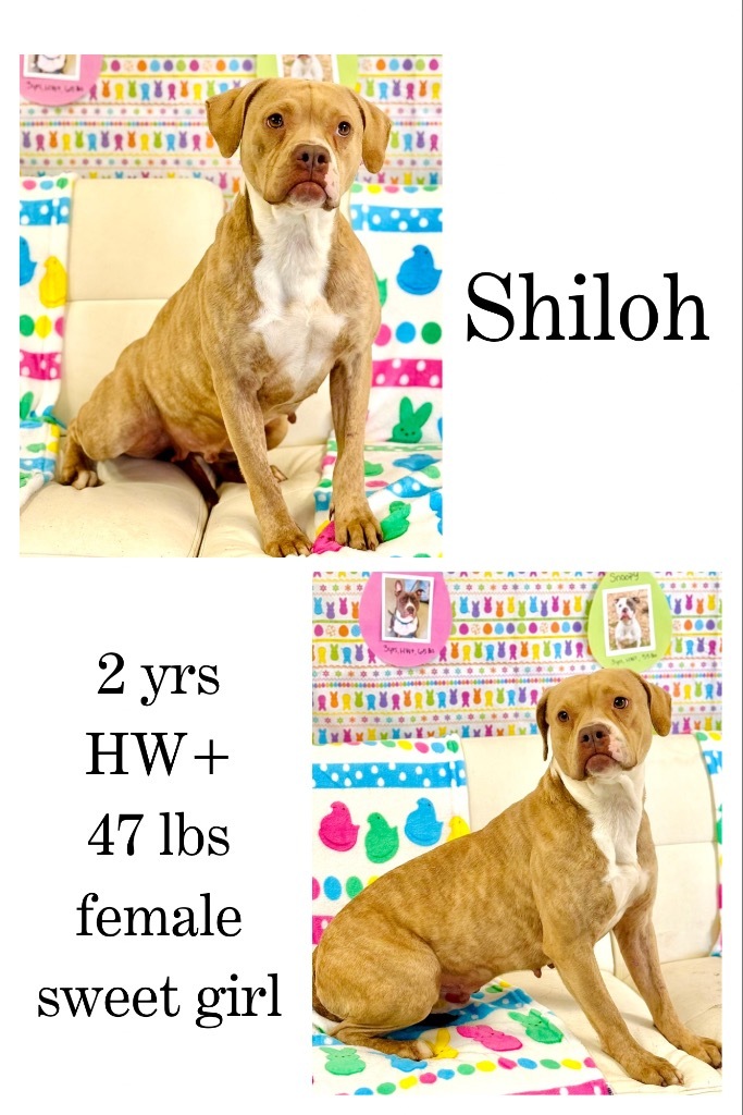 Shiloh