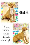 Shiloh photo 1