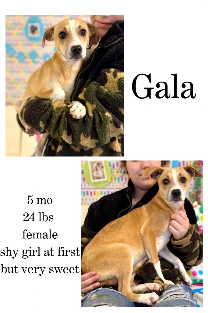 Gala