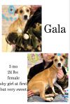 Gala photo 1