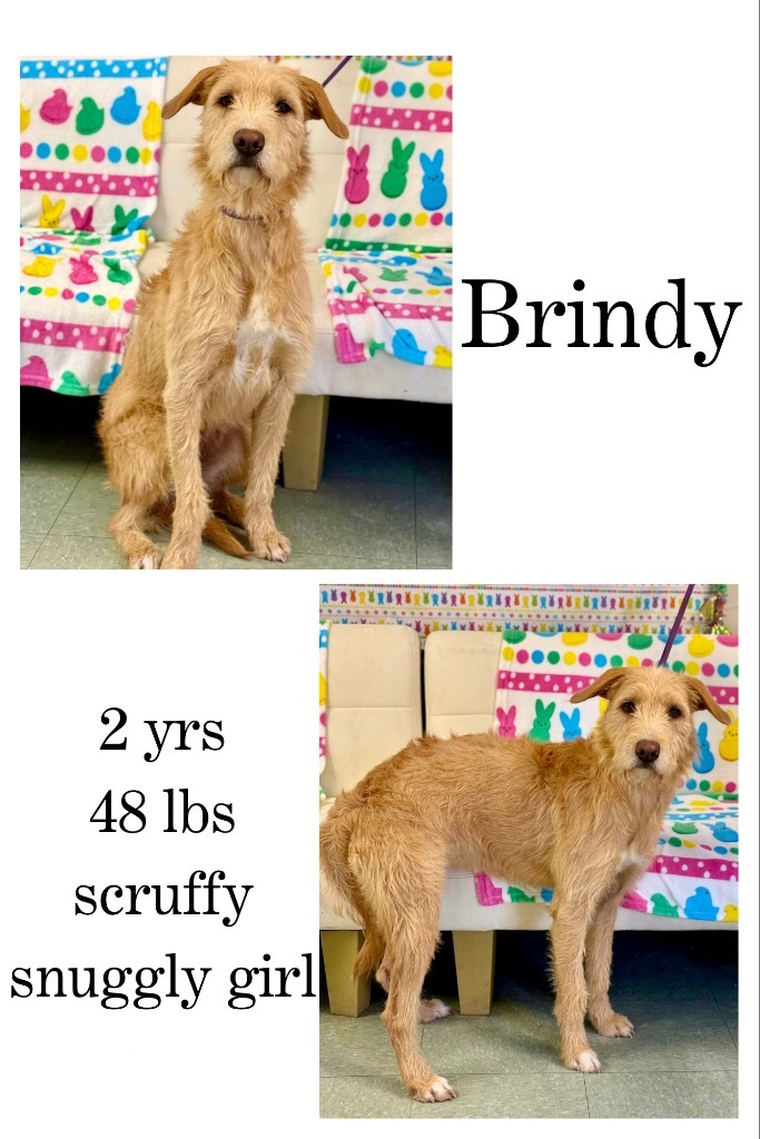 Brindy
