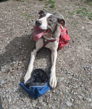 Animal Profile Say Hello to Apollo energetic 7-year-old was adopted from Dog Gone Seattle in 2018 