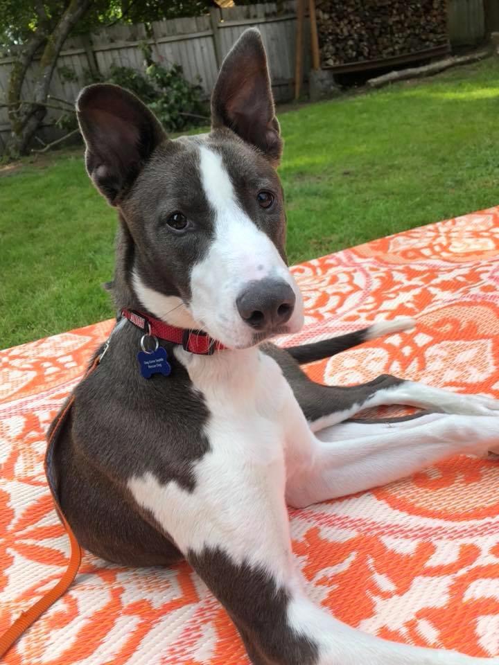 Apollo