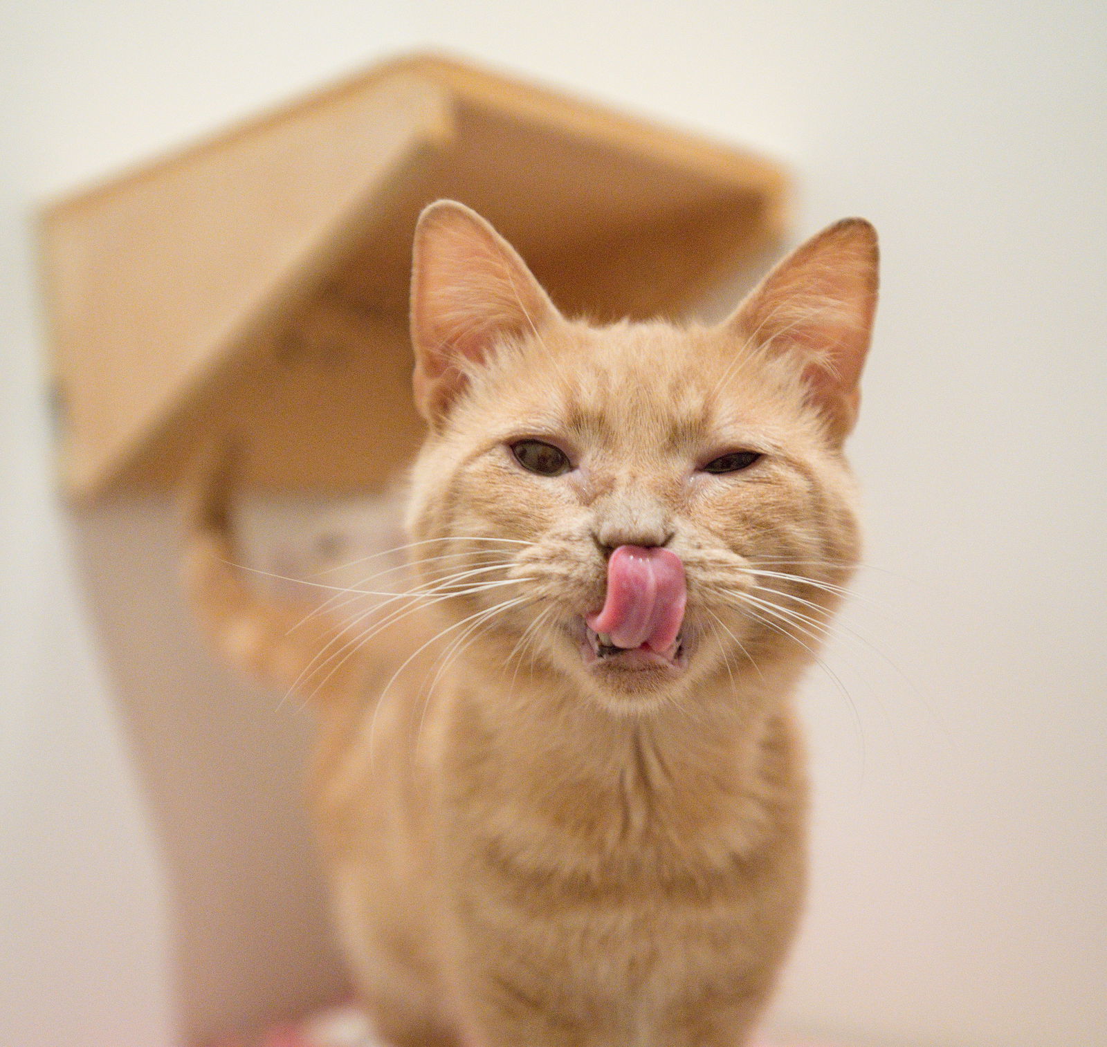 Marlin (bonded with Halibut)