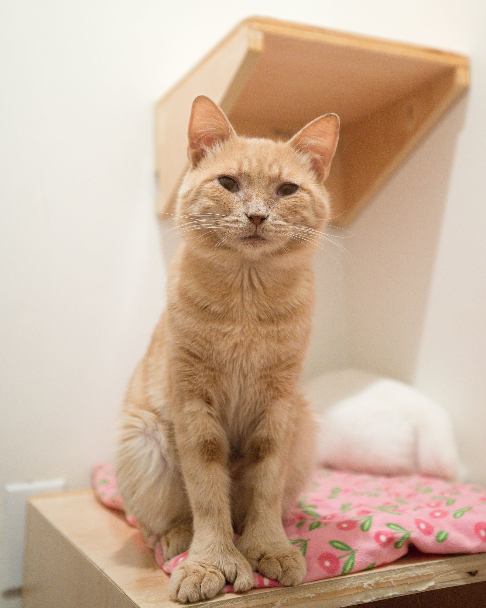 Marlin (bonded with Halibut)