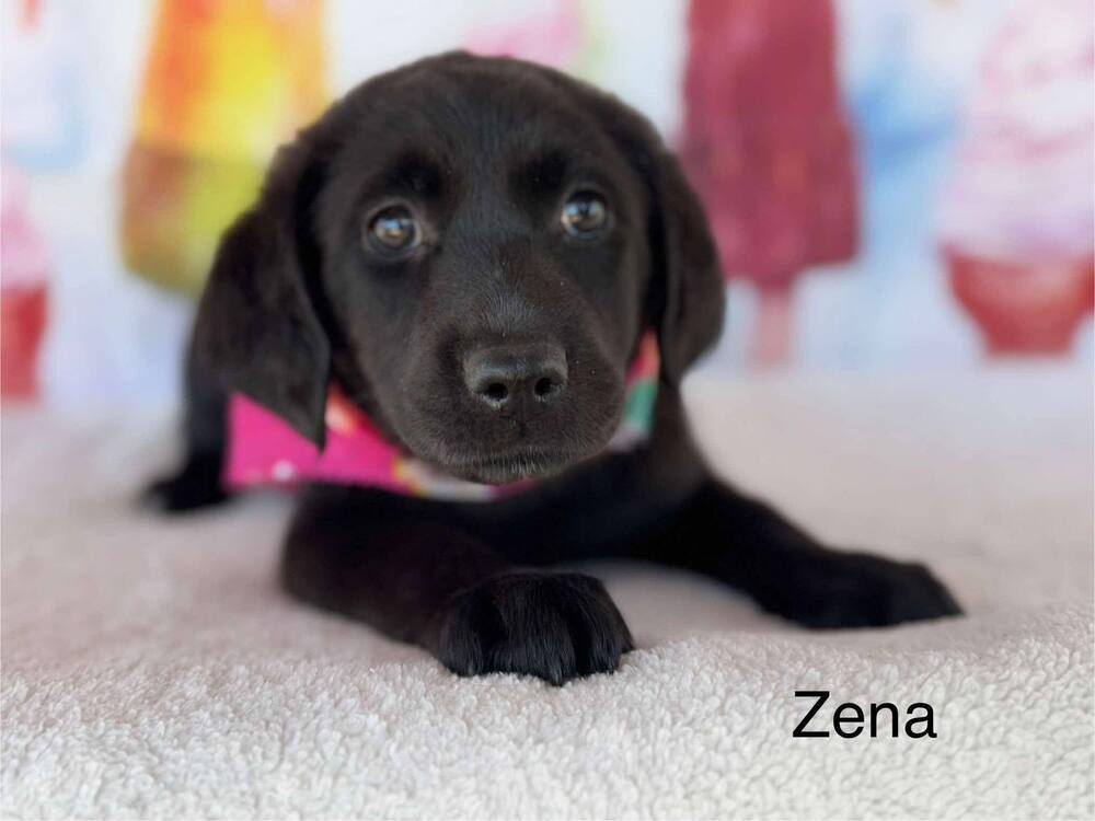 Zena (AL)