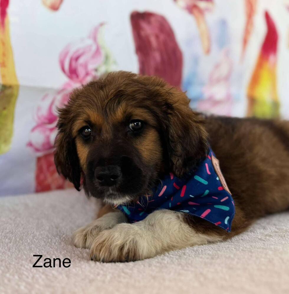 Zane (AL)