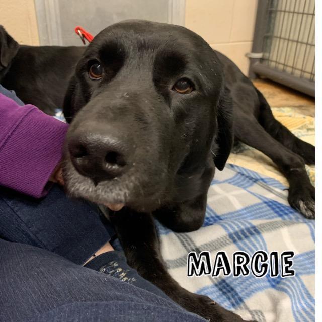 Marcie