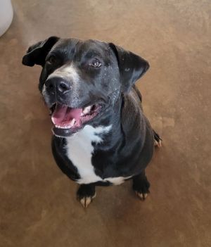 Memphis is approximately 1 year and 7 months old and weighs 65 lbs He was found as a stray and