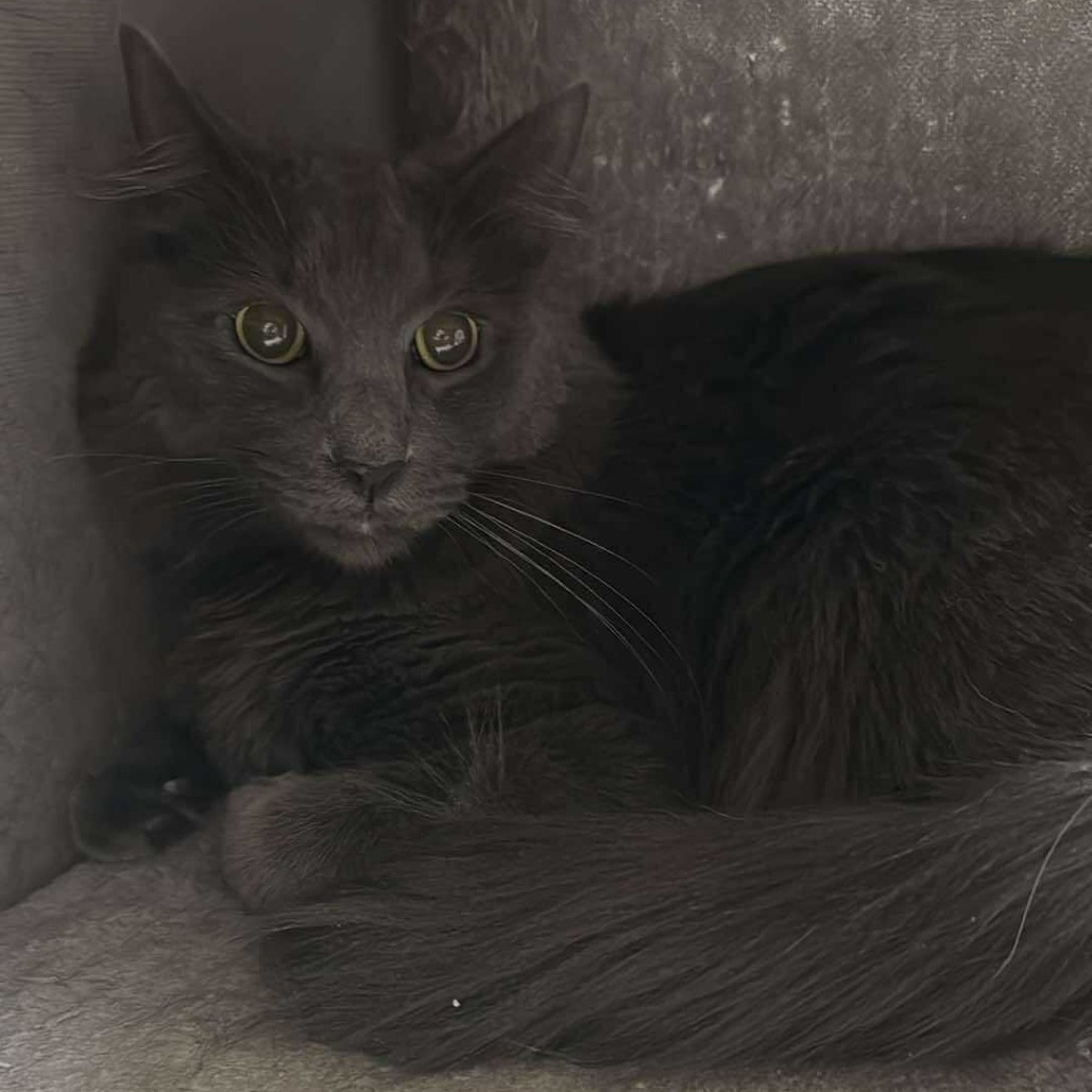Canada Cat AZ, an adoptable Domestic Short Hair in Las Vegas, NV, 89145 | Photo Image 1