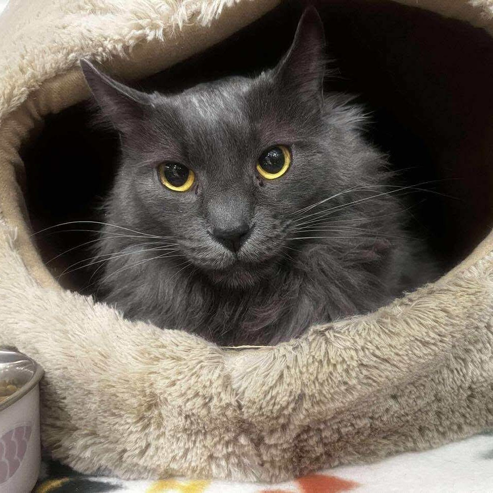 Canada Cat AZ, an adoptable Domestic Short Hair in Las Vegas, NV, 89145 | Photo Image 1