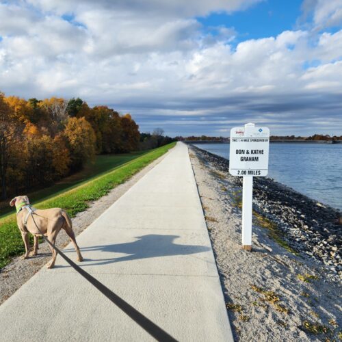 Ashleigh, an adoptable Weimaraner in Grand Rapids, MI, 49525 | Photo Image 2
