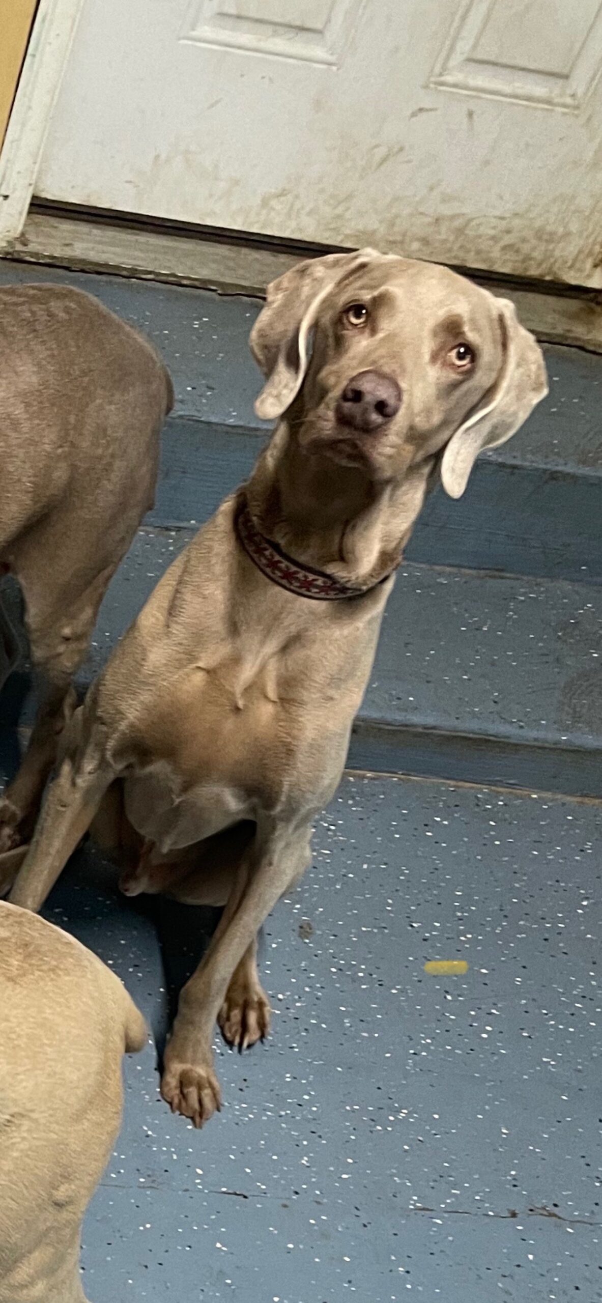Schultz, an adoptable Weimaraner in Grand Rapids, MI, 49525 | Photo Image 1
