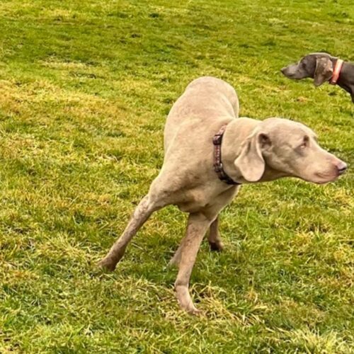 Schultz, an adoptable Weimaraner in Grand Rapids, MI, 49525 | Photo Image 2