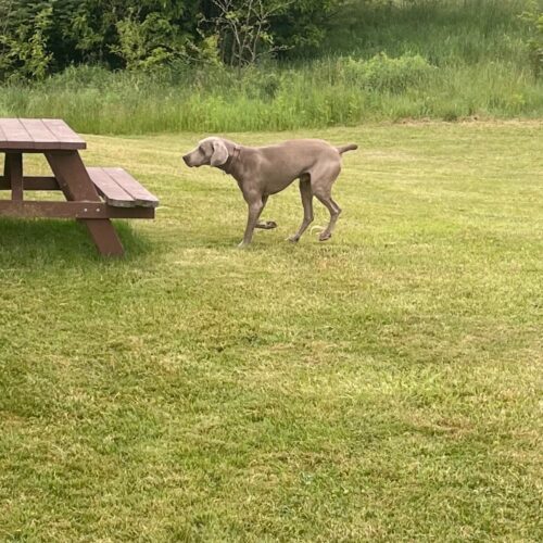 Schultz, an adoptable Weimaraner in Grand Rapids, MI, 49525 | Photo Image 3