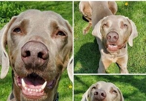 Schultz, an adoptable Weimaraner in Grand Rapids, MI, 49525 | Photo Image 4