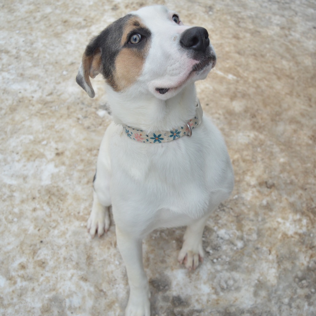 Glacier, an adoptable American Staffordshire Terrier, Yellow Labrador Retriever in North Battleford, SK, S9A 2M7 | Photo Image 1