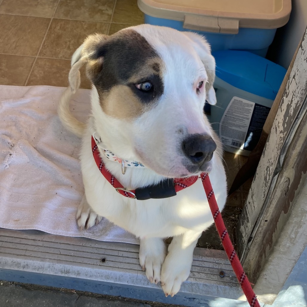 Glacier, an adoptable American Staffordshire Terrier, Yellow Labrador Retriever in North Battleford, SK, S9A 2M7 | Photo Image 2