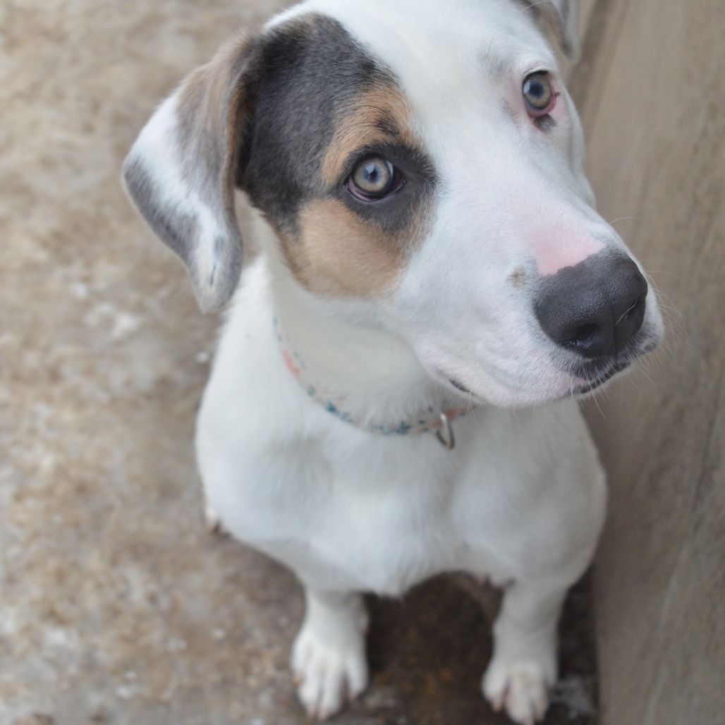 Glacier, an adoptable American Staffordshire Terrier, Yellow Labrador Retriever in North Battleford, SK, S9A 2M7 | Photo Image 3