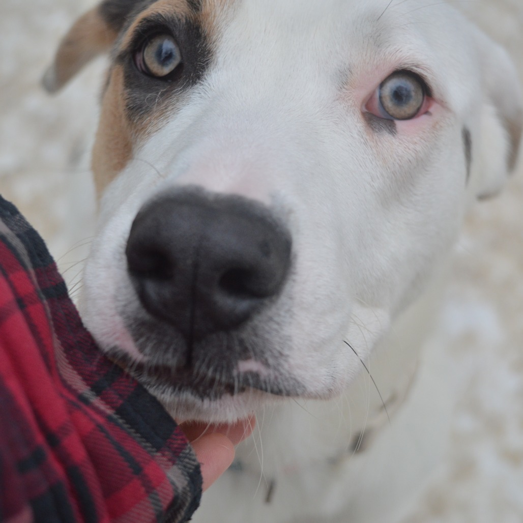 Glacier, an adoptable American Staffordshire Terrier, Yellow Labrador Retriever in North Battleford, SK, S9A 2M7 | Photo Image 4