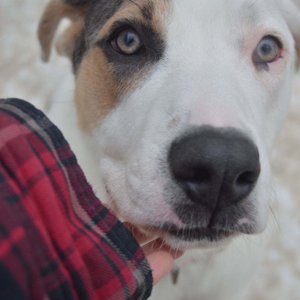 Glacier, an adoptable American Staffordshire Terrier, Yellow Labrador Retriever in North Battleford, SK, S9A 2M7 | Photo Image 5