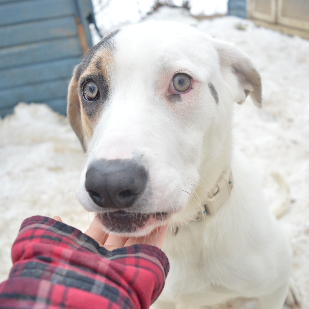 Glacier, an adoptable American Staffordshire Terrier, Yellow Labrador Retriever in North Battleford, SK, S9A 2M7 | Photo Image 6