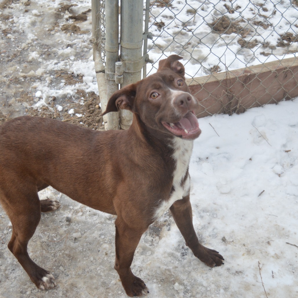 Spizz, an adoptable Pit Bull Terrier, Mixed Breed in North Battleford, SK, S9A 2M7 | Photo Image 1