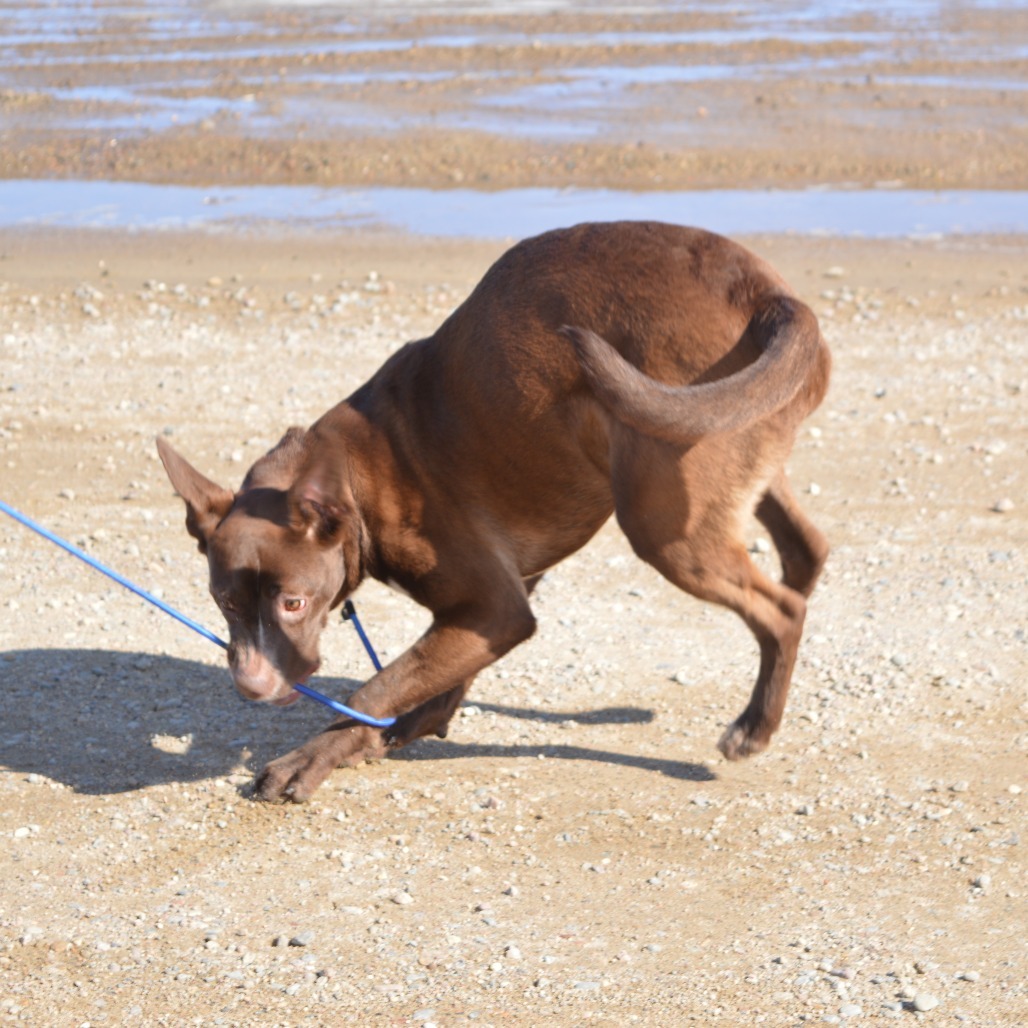 Spizz, an adoptable Pit Bull Terrier, Mixed Breed in North Battleford, SK, S9A 2M7 | Photo Image 2