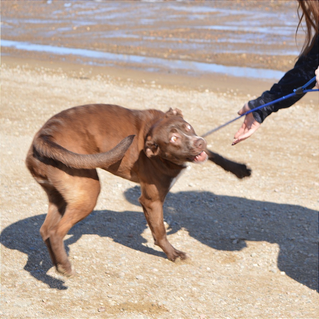 Spizz, an adoptable Pit Bull Terrier, Mixed Breed in North Battleford, SK, S9A 2M7 | Photo Image 4