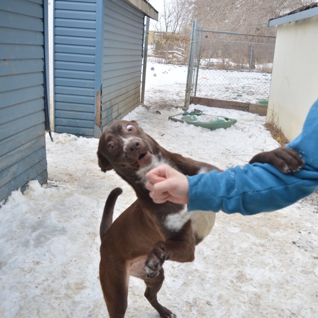 Spizz, an adoptable Pit Bull Terrier, Mixed Breed in North Battleford, SK, S9A 2M7 | Photo Image 5