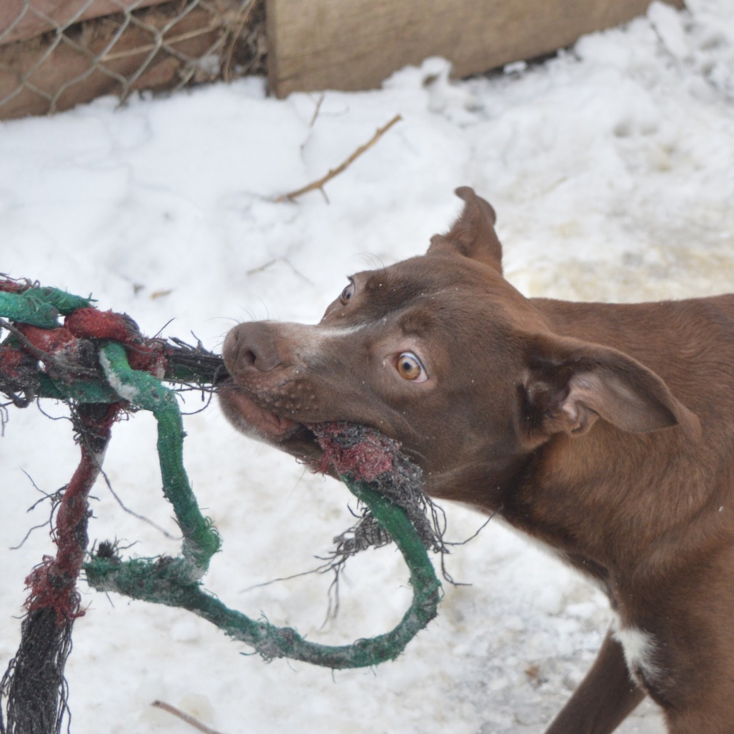 Spizz, an adoptable Pit Bull Terrier, Mixed Breed in North Battleford, SK, S9A 2M7 | Photo Image 6