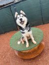 Thor photo 1