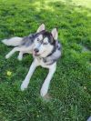 Thor photo 2