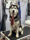 Thor photo 3