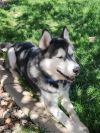 Thor photo 4