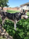 Thor photo 5