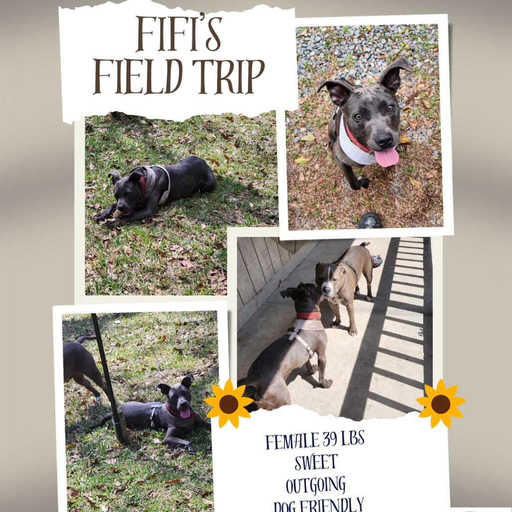 Fifi 26437