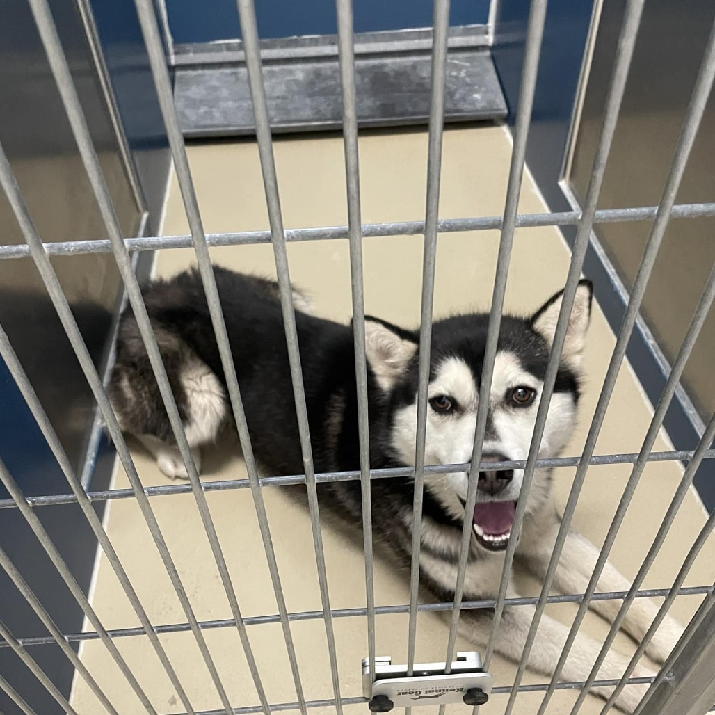 Mayhem, an adoptable Siberian Husky in Rexburg, ID, 83440 | Photo Image 1