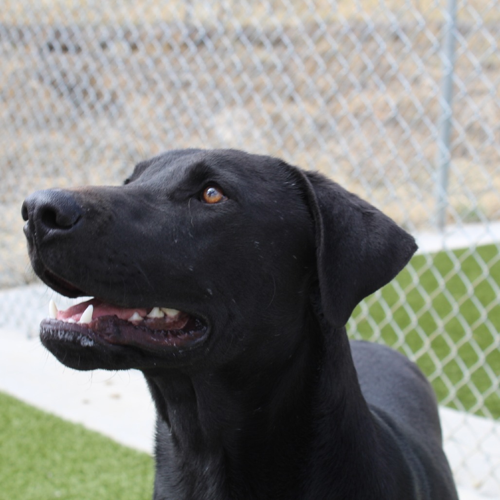 Willy, an adoptable Black Labrador Retriever in Cody, WY, 82414 | Photo Image 1