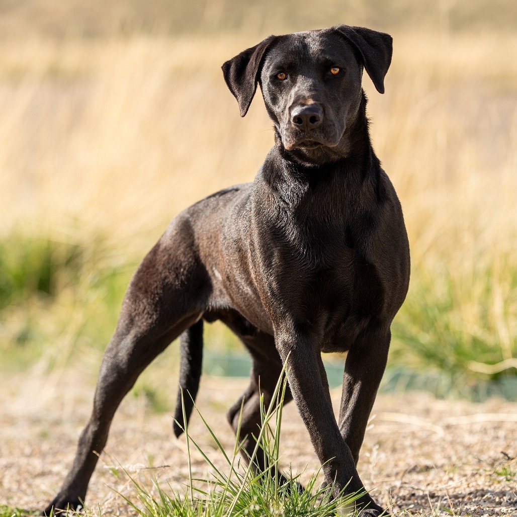 Willy, an adoptable Black Labrador Retriever in Cody, WY, 82414 | Photo Image 1