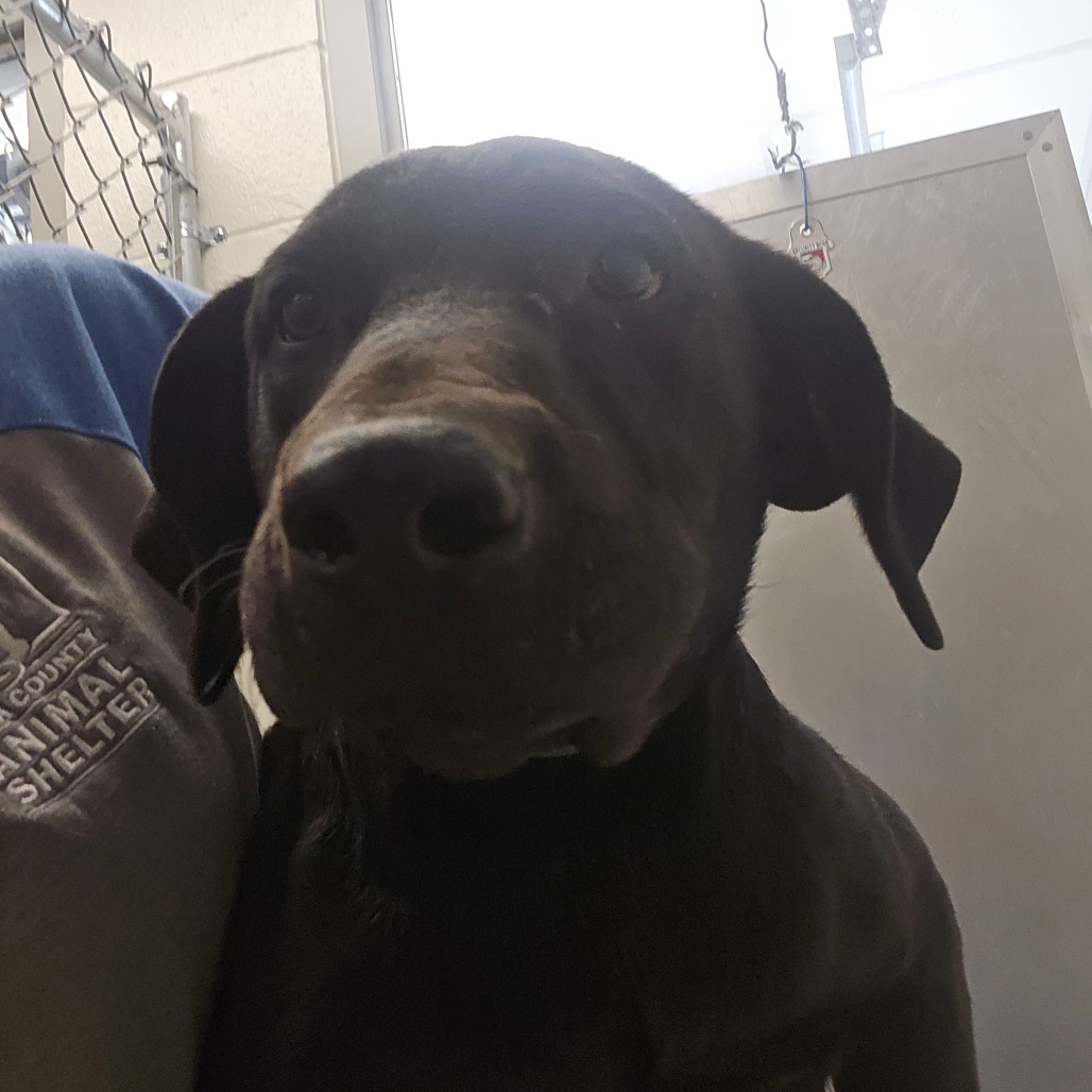 Willy, an adoptable Black Labrador Retriever in Cody, WY, 82414 | Photo Image 2