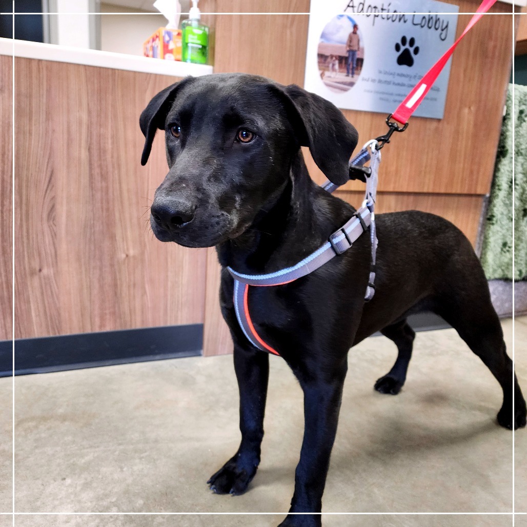 Willy, an adoptable Black Labrador Retriever in Cody, WY, 82414 | Photo Image 3