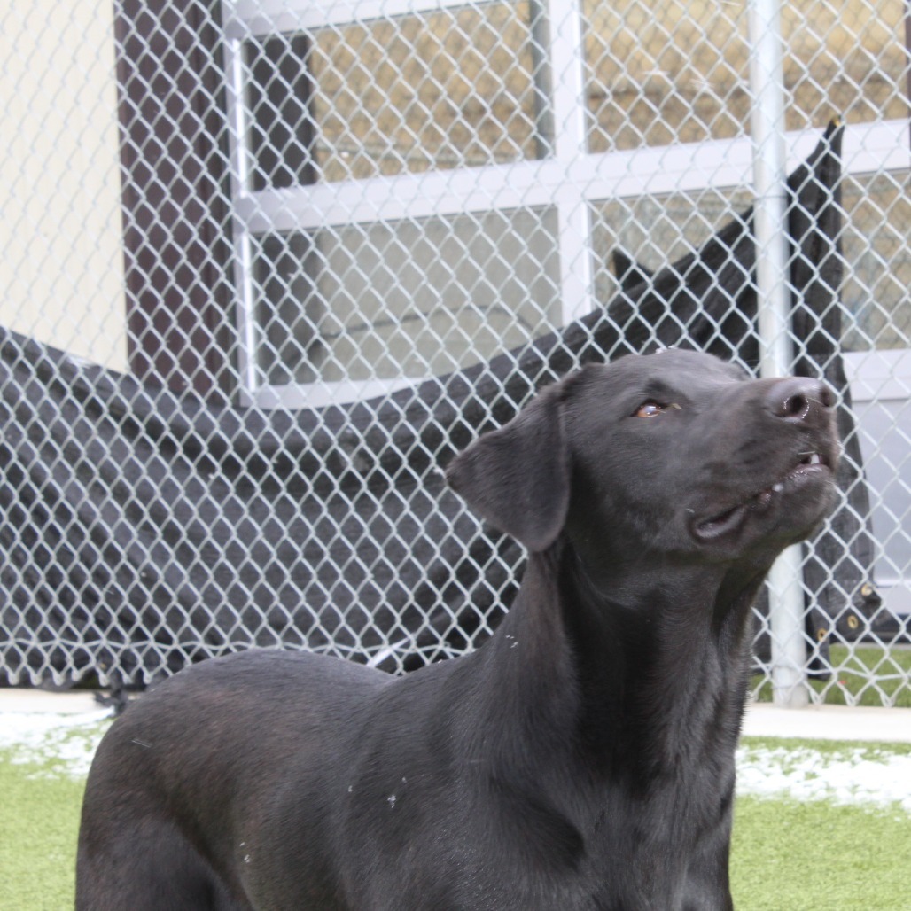 Willy, an adoptable Black Labrador Retriever in Cody, WY, 82414 | Photo Image 4