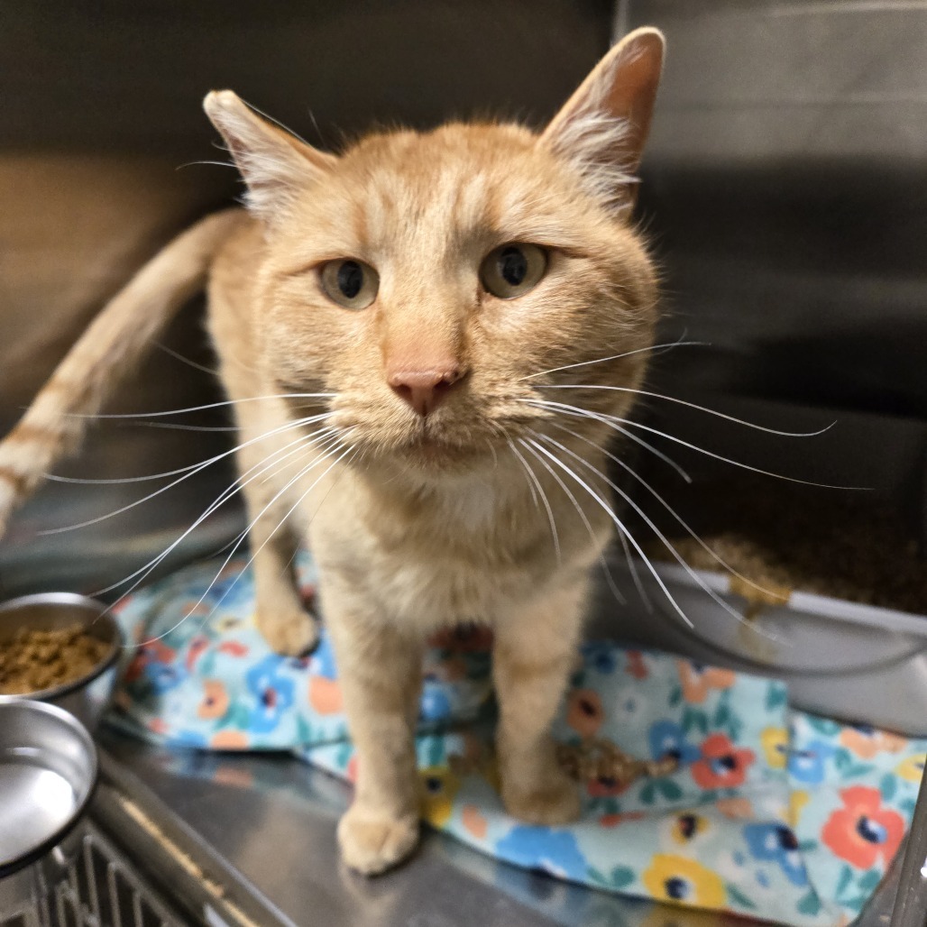 Garfield*, an adoptable Domestic Short Hair in Cody, WY, 82414 | Photo Image 1