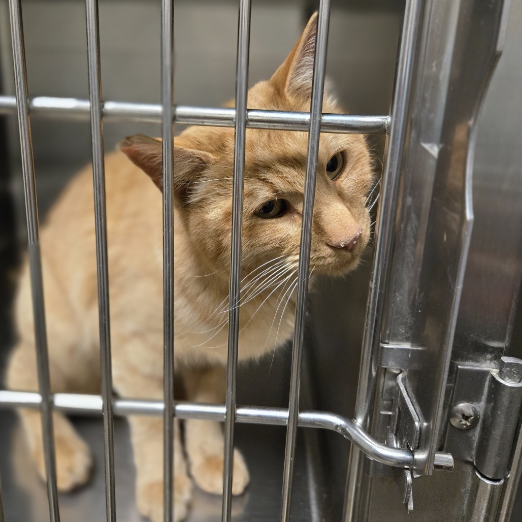 Garfield*, an adoptable Domestic Short Hair in Cody, WY, 82414 | Photo Image 2