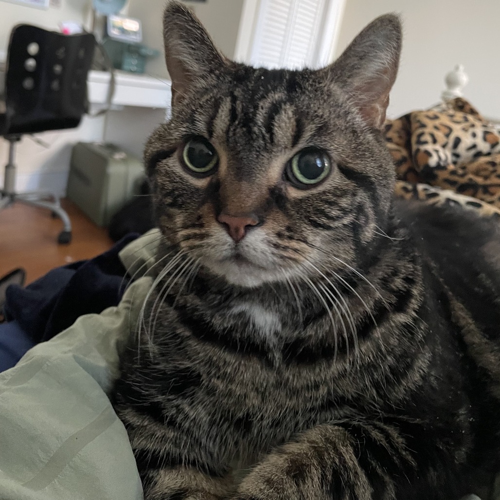 Cici