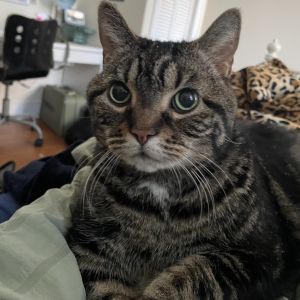 Cici, Senior Female unknown